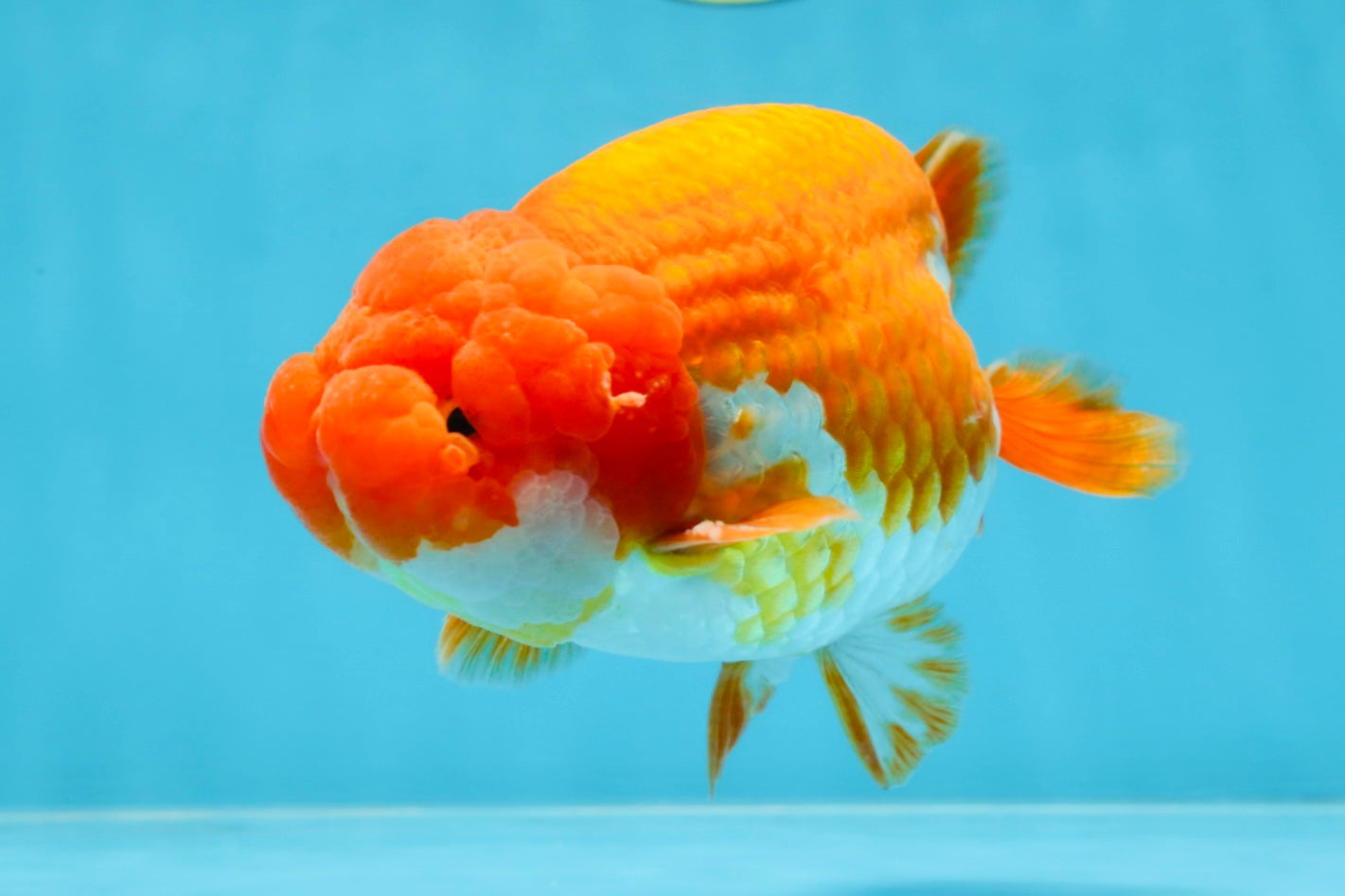 A Grade CHUBBY Red White LionKing 5.5 inches #100325LC_06