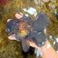 A Grade JUMBO Black Oranda Male 6.5 inches #110725OR_05