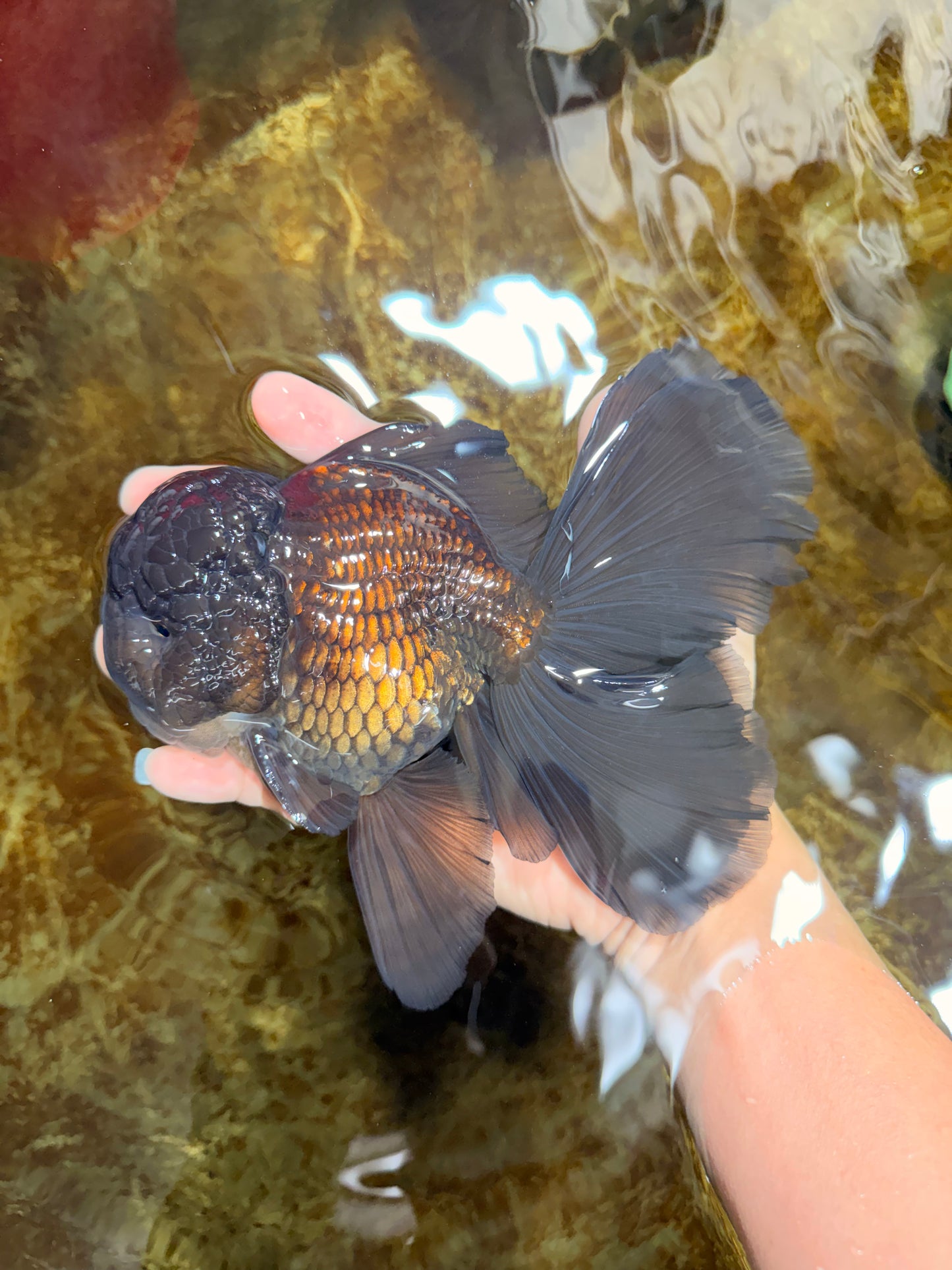 A Grade JUMBO Black Oranda Male 6.5 inches #110725OR_05