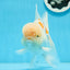 AAA Grade Orange White Sakura Oranda Male 6 inches #0920OR_18