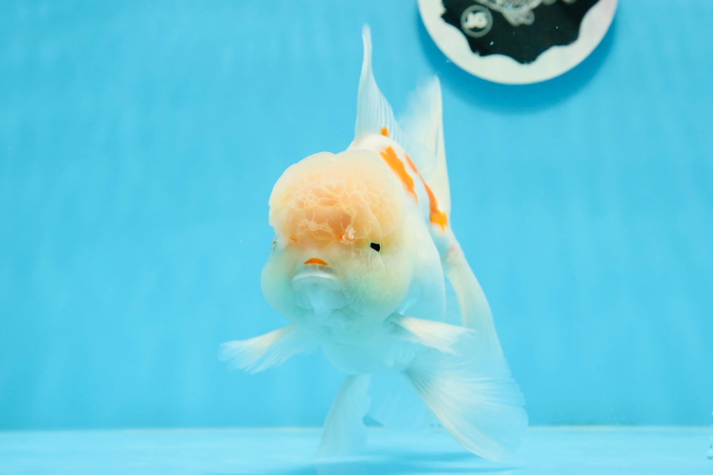 AAA Grade Orange White Sakura Oranda Male 6 inches #0920OR_18