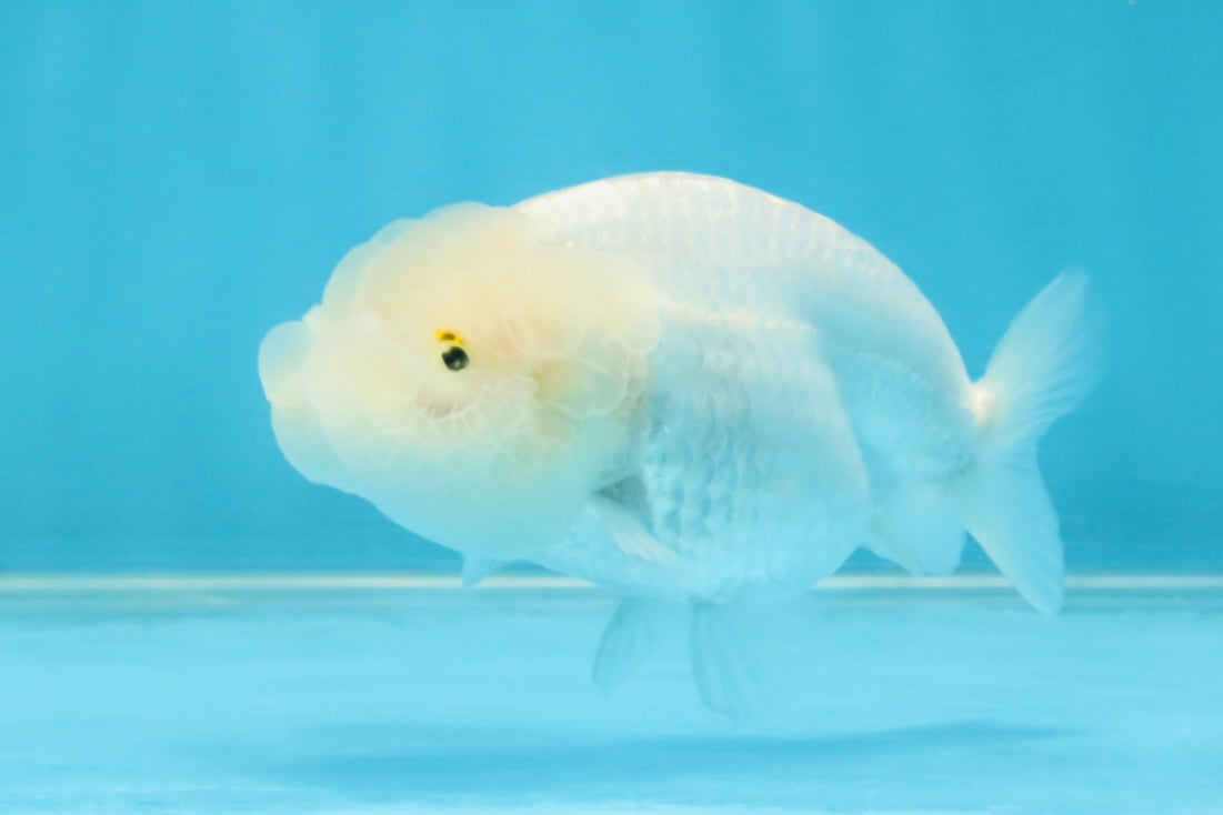 Snow White Lionchu Female 3.5 inches #121925LC_01