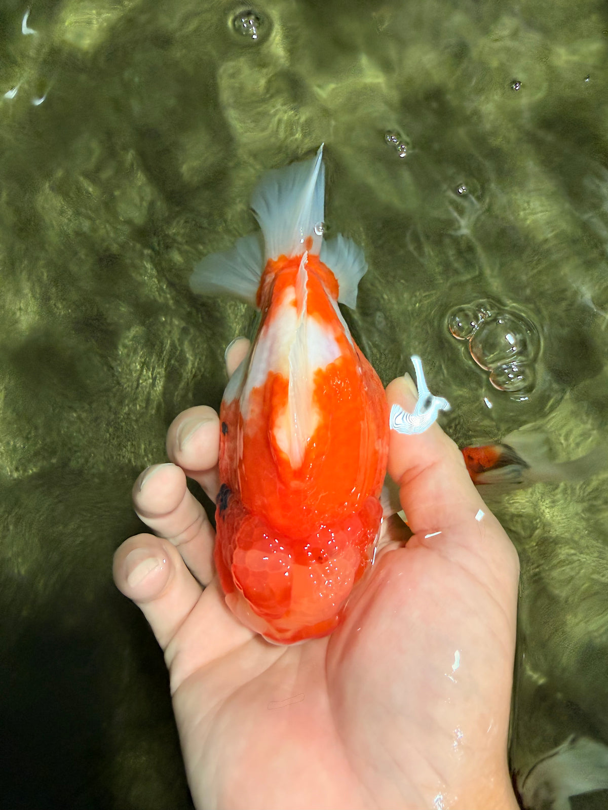 CHUBBY AAA Grade Kohaku Sakura Yuanbao Male 5 inches #092526YB_06