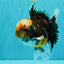CHUBBY AAA Grade Tiger Oranda Male 5.5 inches #050126OR_08