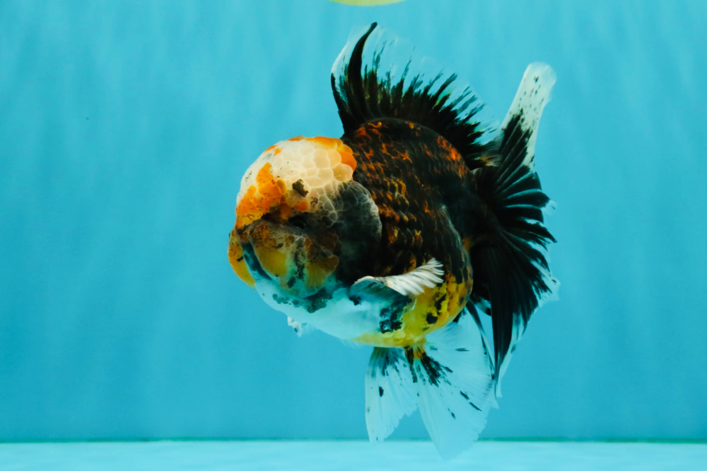 CHUBBY AAA Grade Tiger Oranda Male 5.5 inches #050126OR_08