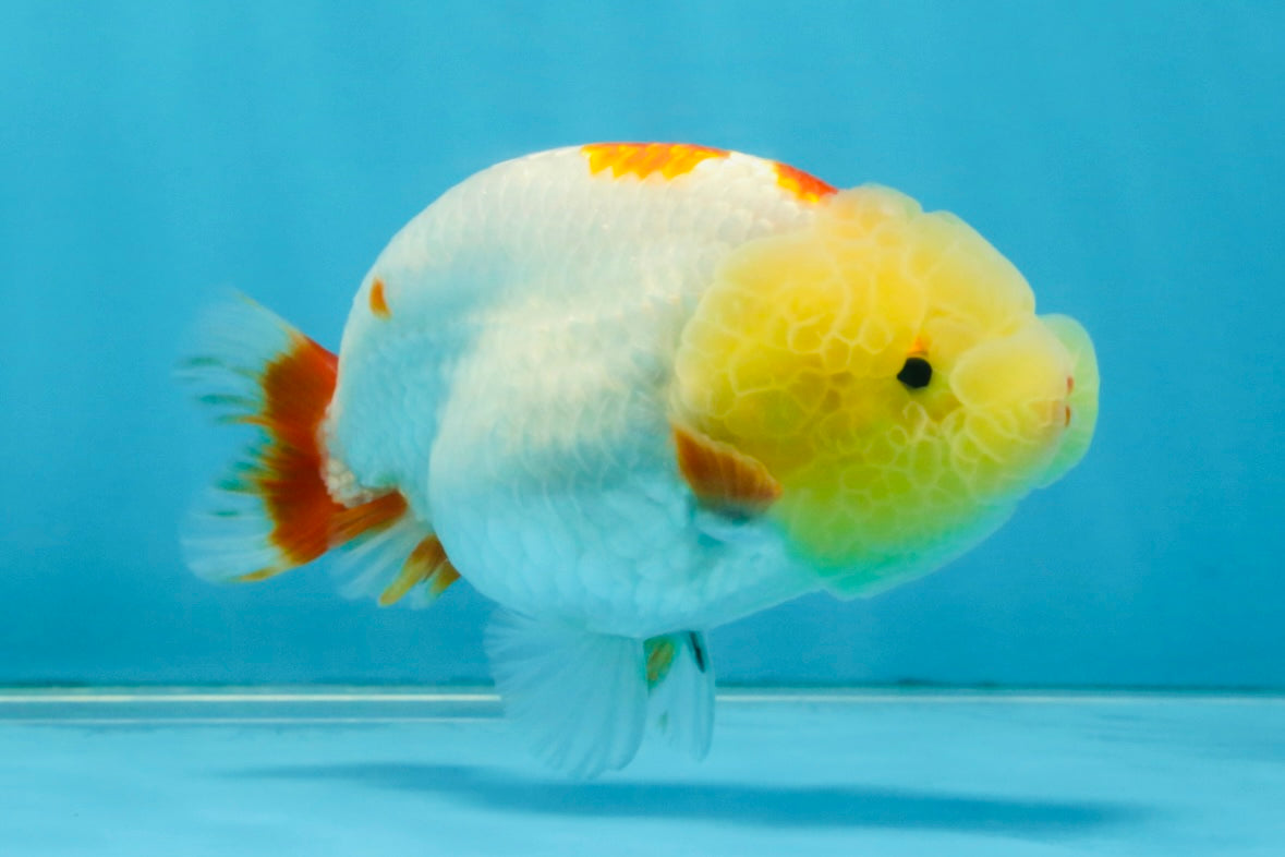 BULLDOG FACE A Grade Red White Kohaku LionQueen 4 inches #120525LC_09