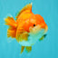 SUPER CUTE A Grade Red White Yuanbao Female 5-5.5 inches #071026YB_20