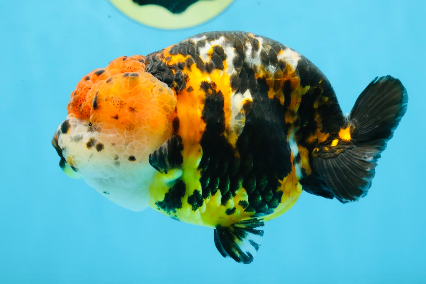 UNIQUE AAA Grade Chinese Red Head Ranchu Female 4.5-5 inches #101725RC_19