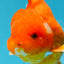 CHUBBY A Grade Red White Oranda Male 5-5.5 inches #040326OR_19