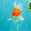 MARIO A Grade Red White Oranda Male 5.5-6 inches #101626OR_10
