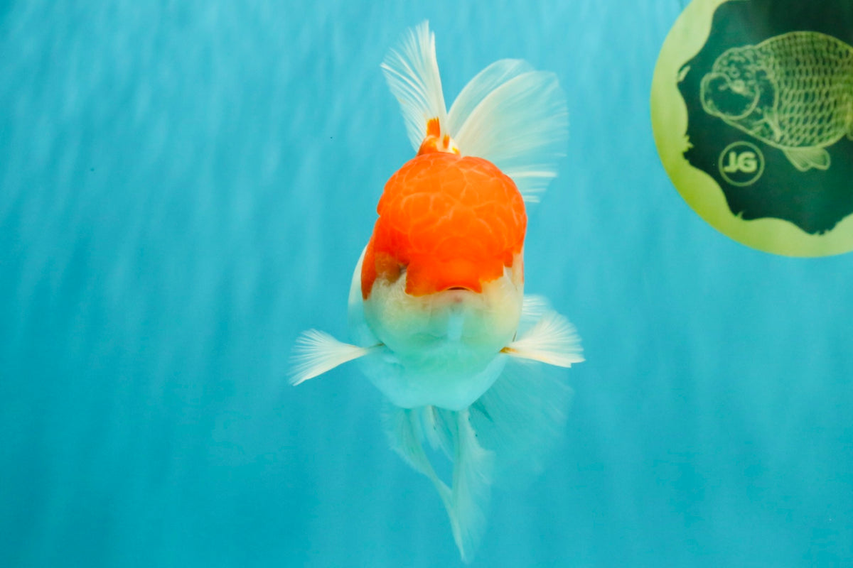 MARIO A Grade Red White Oranda Male 5.5-6 inches #101626OR_10