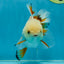 A Grade Orange White Oranda Male 5 inches #060625OR_16