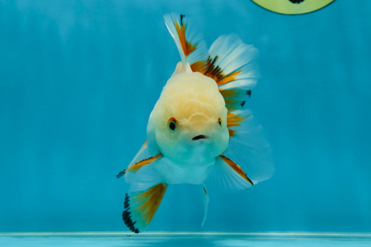 A Grade Orange White Oranda Male 5 inches #060625OR_16
