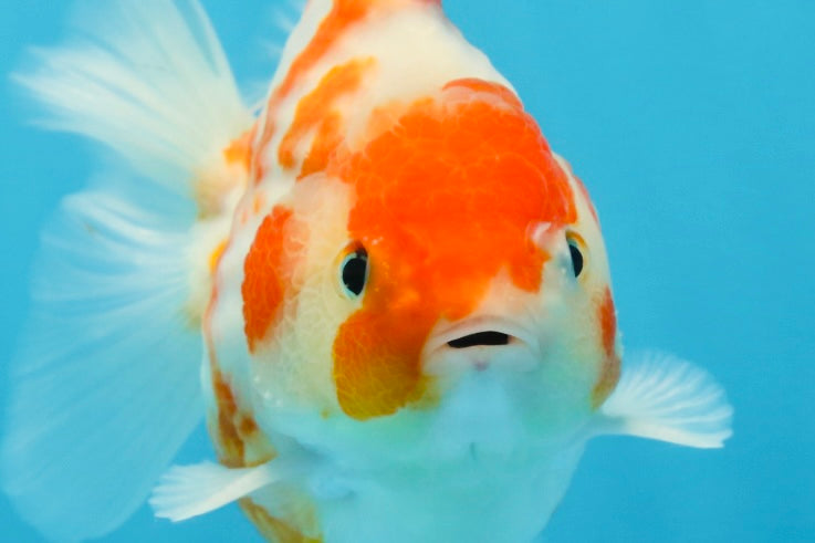 A Grade Young Godzilla Kohaku Sakura Yuanbao Male 4.5 inches #101725YB_28