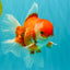 A Grade Red White Oranda Male 6 inches #081426OR_11