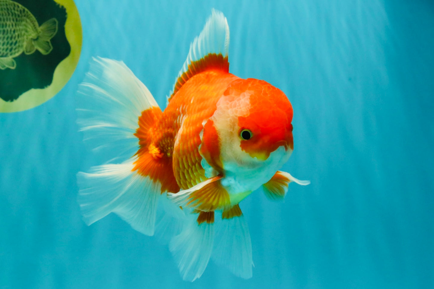 A Grade Red White Oranda Male 6 inches #081426OR_11