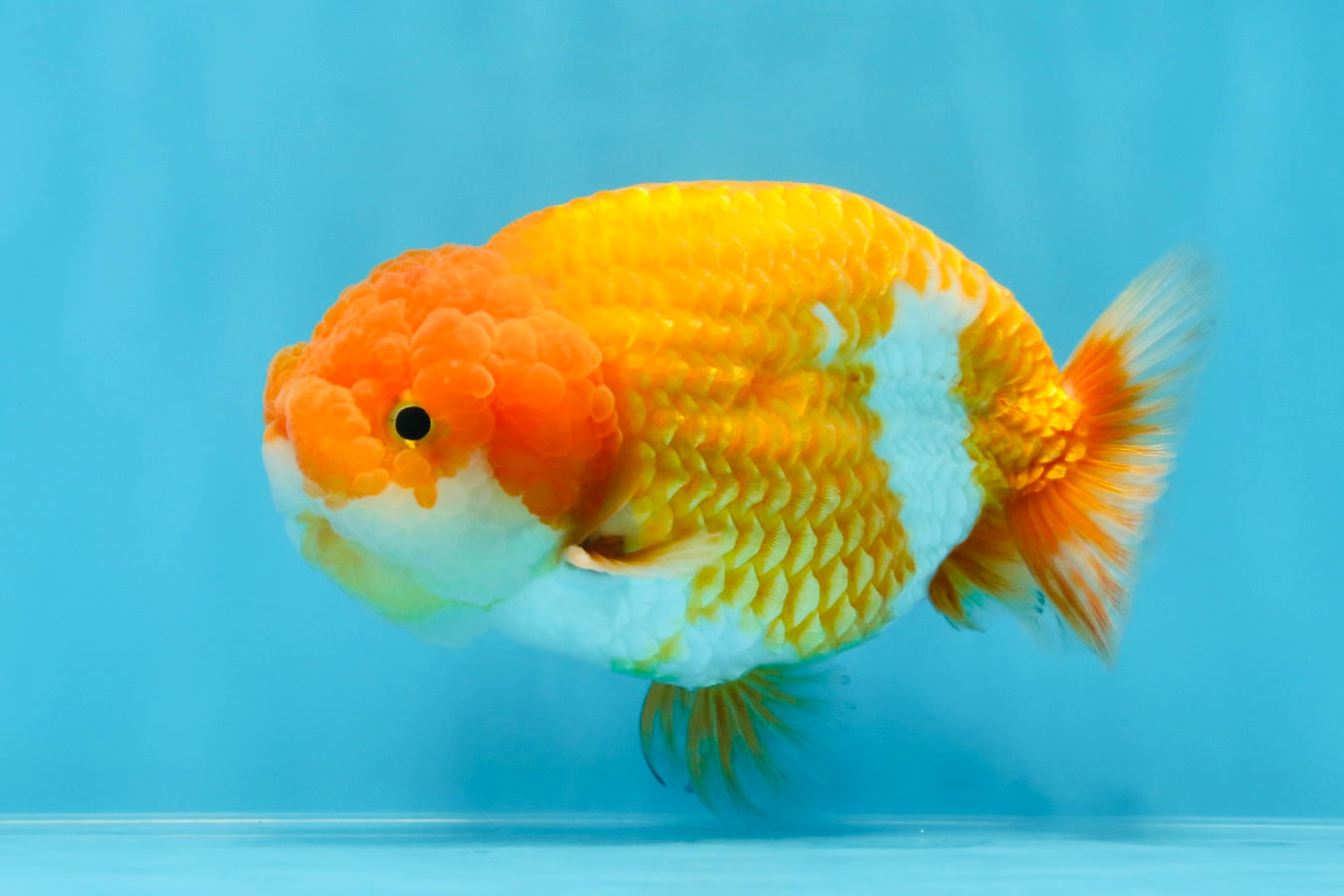 A Grade Mac N' Cheese Red White LionKing 4.5 inches #020725LC_14