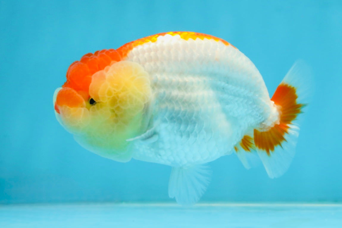 AAA Grade Young Red White LionQueen 4 inches #101025LC_01