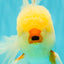 CHICKIE A Grade Red White Oranda Male 6 inches #090426OR_12
