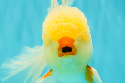 CHICKIE A Grade Red White Oranda Male 6 inches #090426OR_12