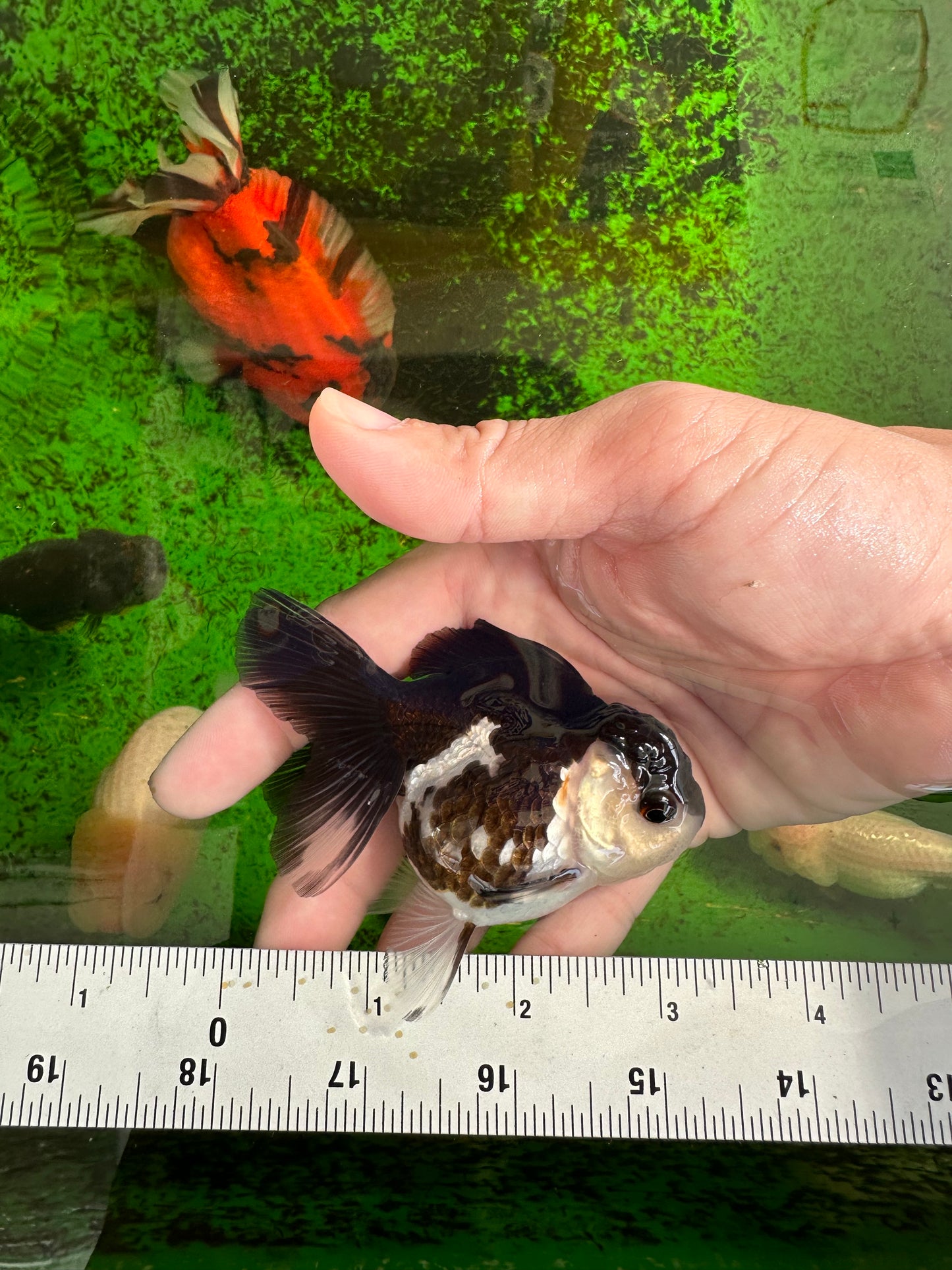 White Cheeks Panda Oranda Female 3-3.5 inches #1011OR_29