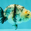 A Grade Tricolor Tiger Ranchu Female 4 inches #061926RC_11