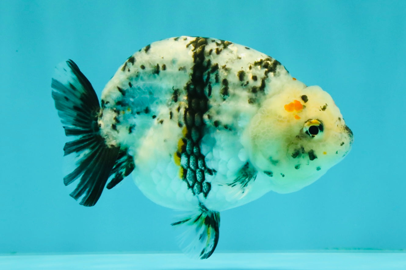 A Grade Tricolor Tiger Ranchu Female 4 inches #061926RC_11