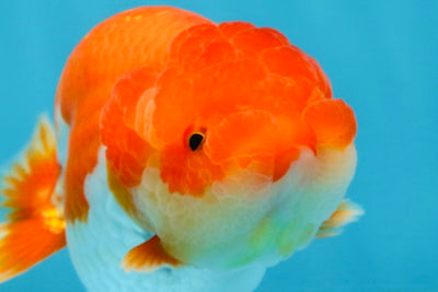 CHUBBY AAA Grade Red White LionQueen 4-4.5 inches #102425LC_13