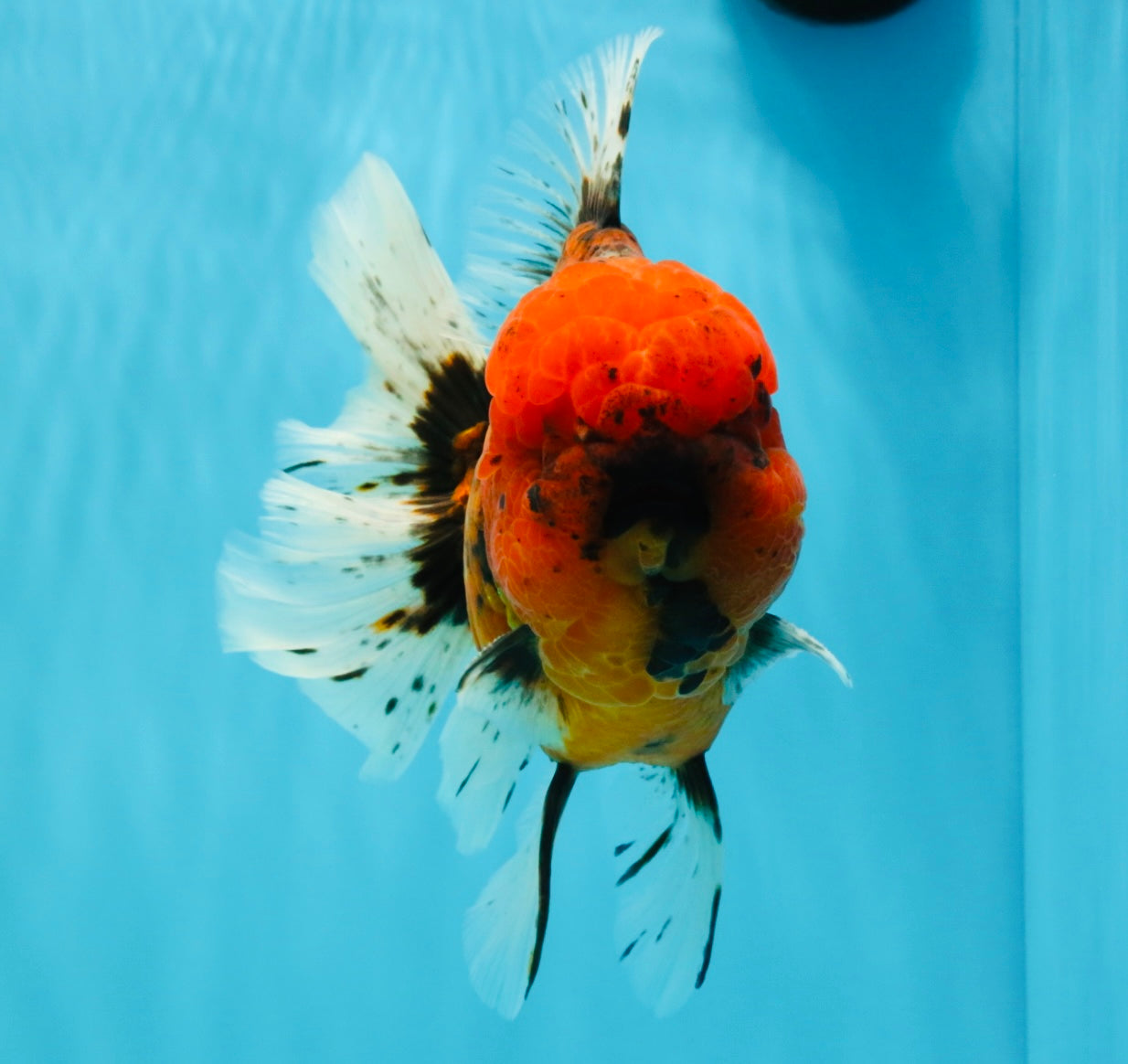 CHONKY AAA Grade Tiger Oranda Male 6.5 inches #022026OR_08