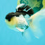 Panda Oranda Male 5 inches #031326OR_29