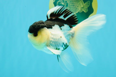 Panda Oranda Male 5 inches #031326OR_29