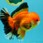 AAA Grade Apache Oranda Male 5.5-6 inches #041726OR_11