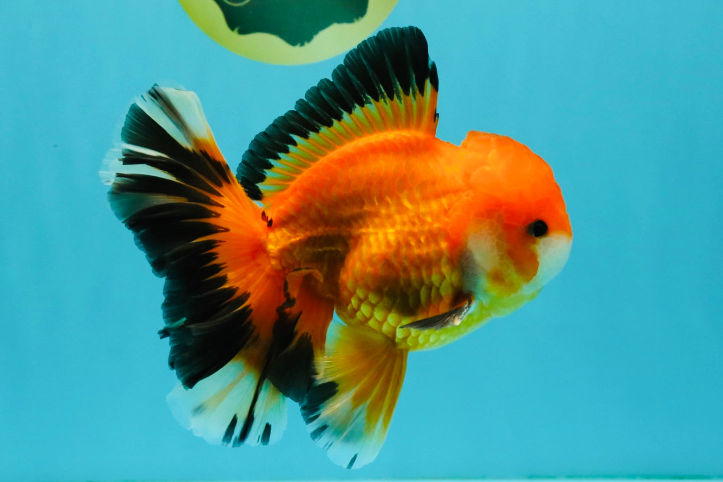 AAA Grade Apache Oranda Male 5.5-6 inches #041726OR_11