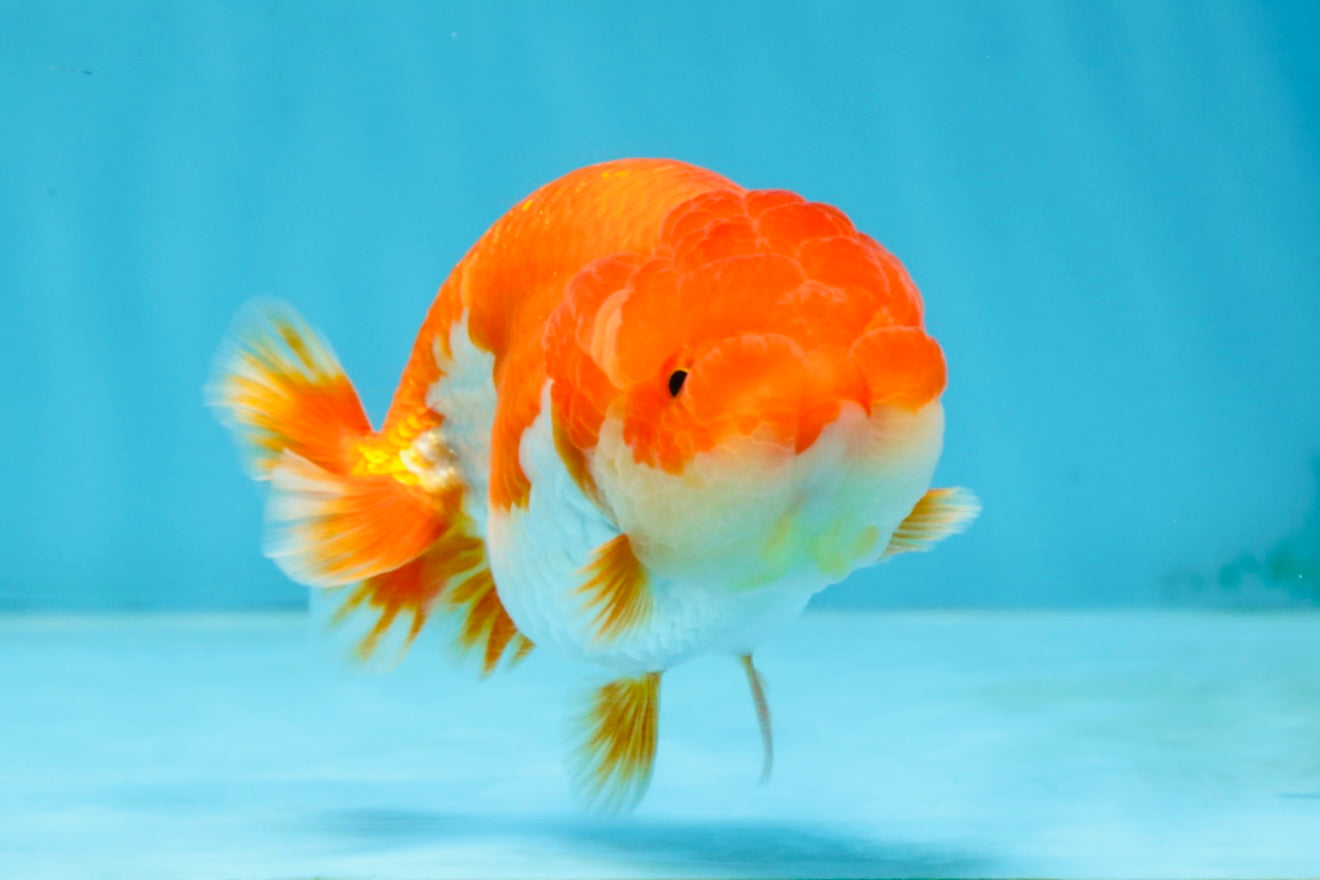 CHUBBY AAA Grade Red White LionQueen 4-4.5 inches #102425LC_13