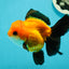 Apache (Black Orange) Oranda Female 4.5 inches #110124OR_05