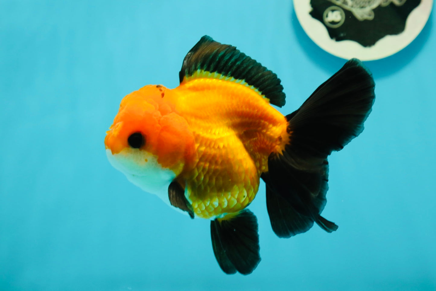 Apache (Black Orange) Oranda Female 4.5 inches #110124OR_05