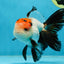 A Grade Tricolor Oranda Male 5-5.5 inches #060625OR_23