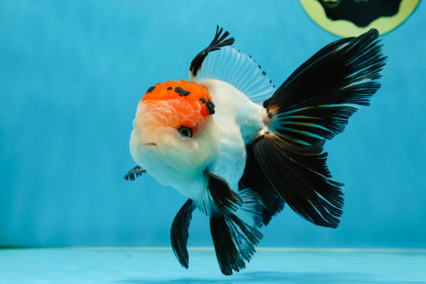 A Grade Tricolor Oranda Male 5-5.5 inches #060625OR_23
