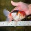 A Grade Tricolor Gem Oranda Male 5-5.5 inches #020725OR_29