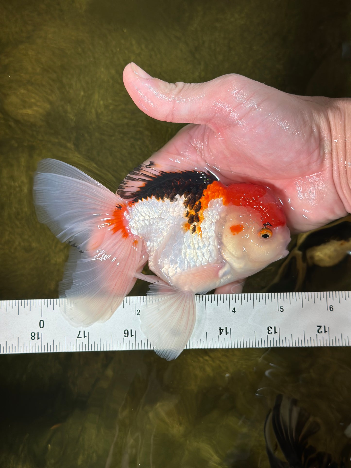A Grade Tricolor Gem Oranda Male 5-5.5 inches #020725OR_29