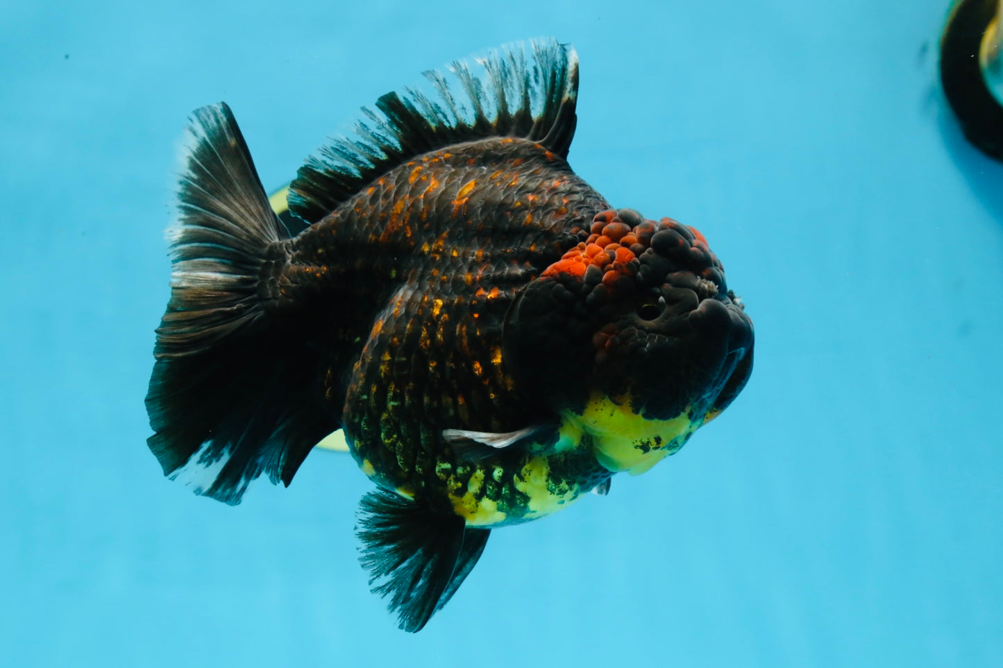 AAA Grade Tiger Yuanbao Female 5.5  inches #101025YB_28