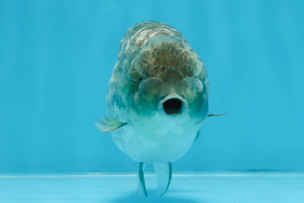 A Grade White Tiger LionKing 4.5 inches #103125LC_13