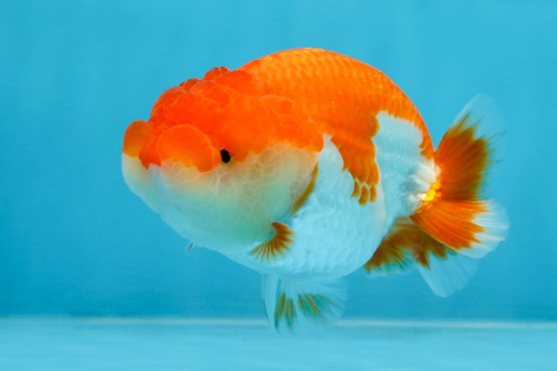 AAA Grade Red White LionQueen 4 inches #101725LC_10