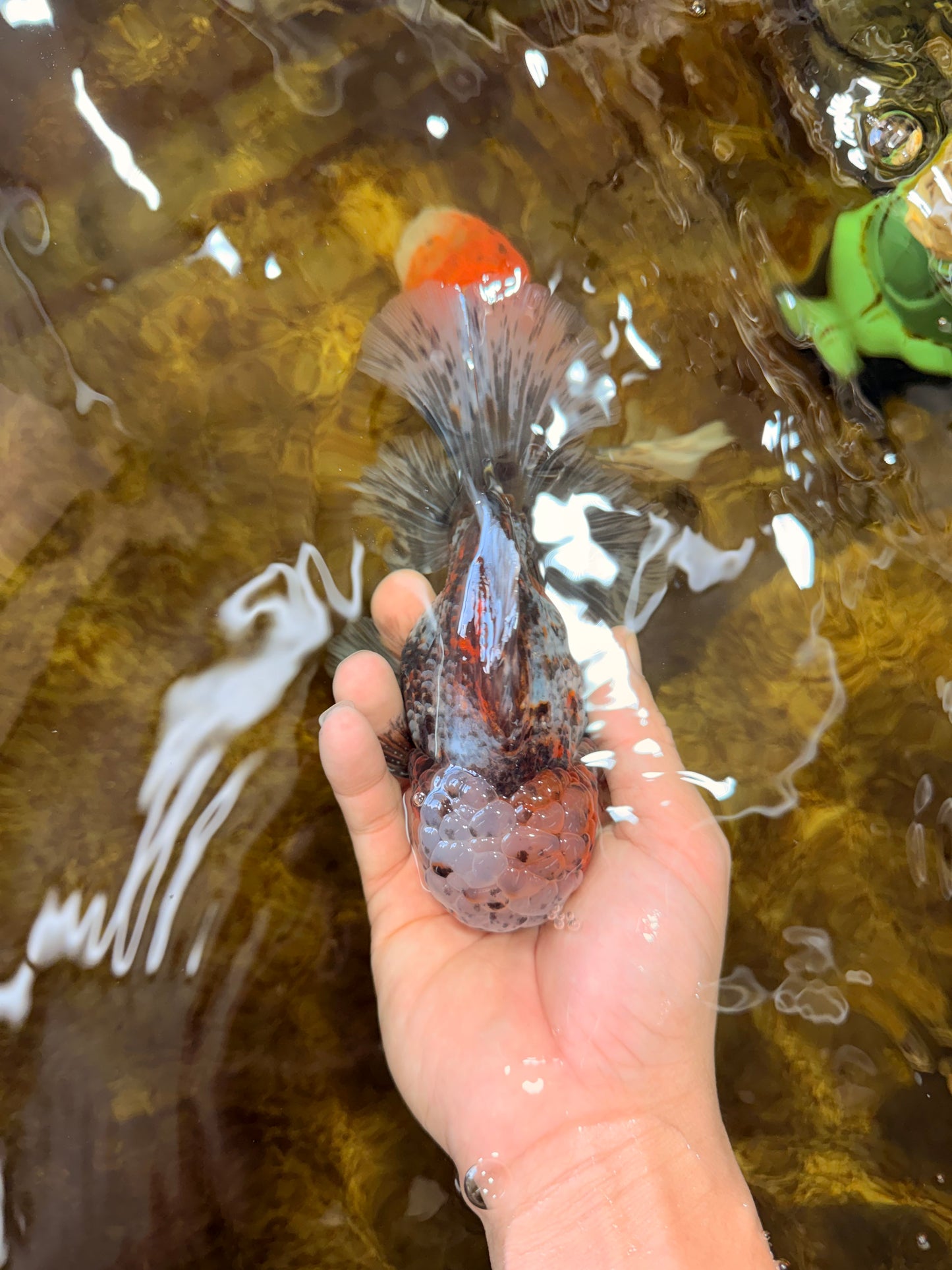 CHONKY AAA Grade Calico Kirin Oranda Male 5.5 inches #102425OR_18
