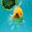CHUNKY AAA Grade Sakaru Oranda Male 6 inches #092526OR_03