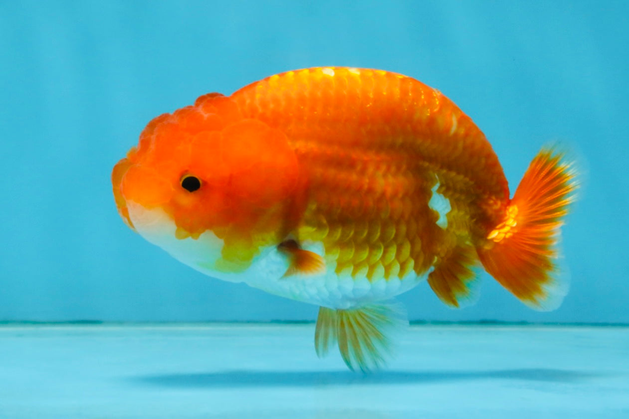 A Grade Red White LionQueen 4 inches #121225LC_09