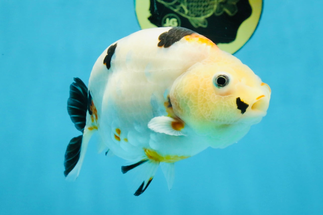 RARE Cow Chinese Ranchu Male 5-5.5 inches #120525RC_04