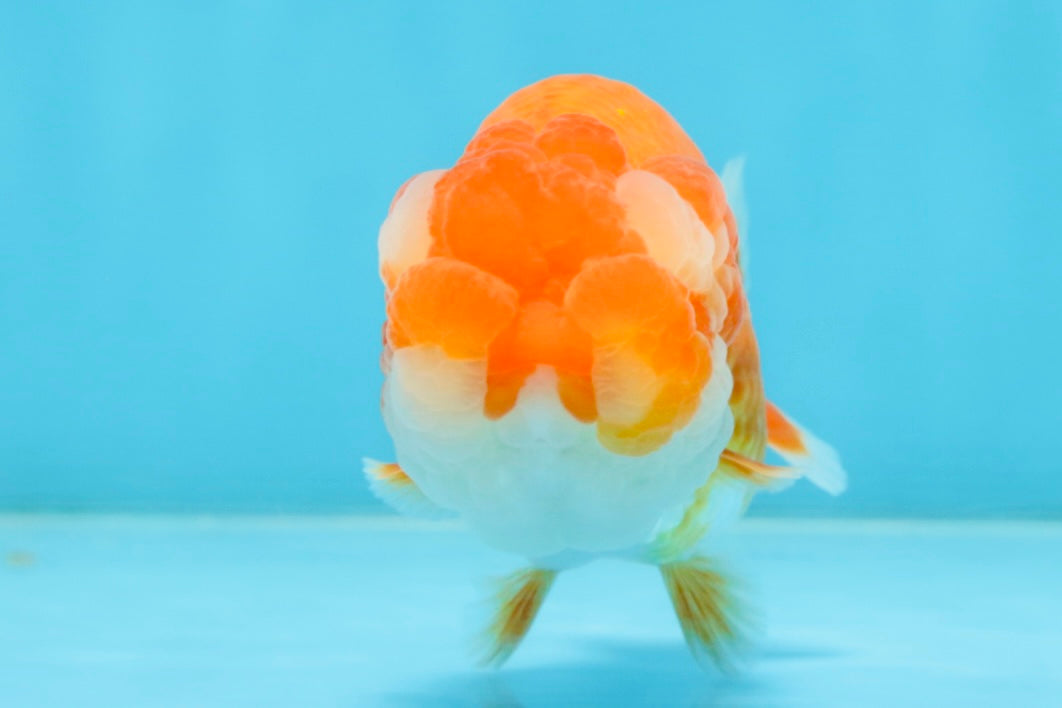 A Grade Young Red White LionQueen 4 inches #101025LC_10