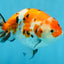 A Grade Tricolor Sakura Chinese Ranchu Male 4.5-5 inches #112125RC_15
