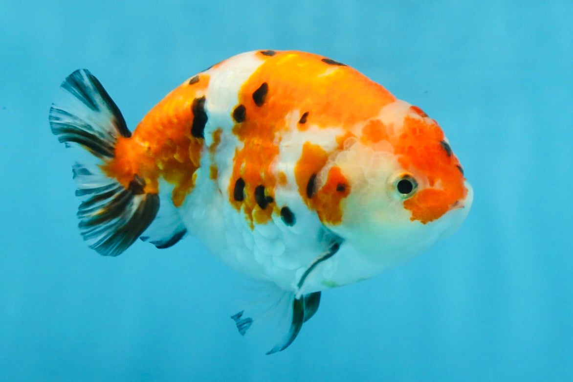 A Grade Tricolor Sakura Chinese Ranchu Male 4.5-5 inches #112125RC_15